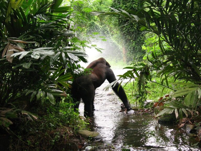 gorilla-61136_1280-1024x768