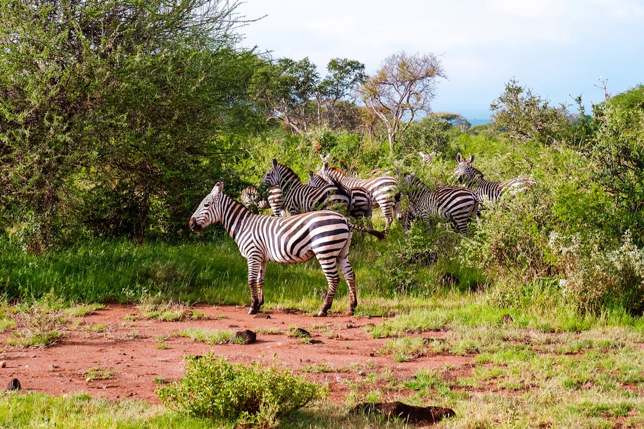 A group of zebras roam the lush bushland in Makueni County, Kenya, showcasing wildlife in its natural habitat.