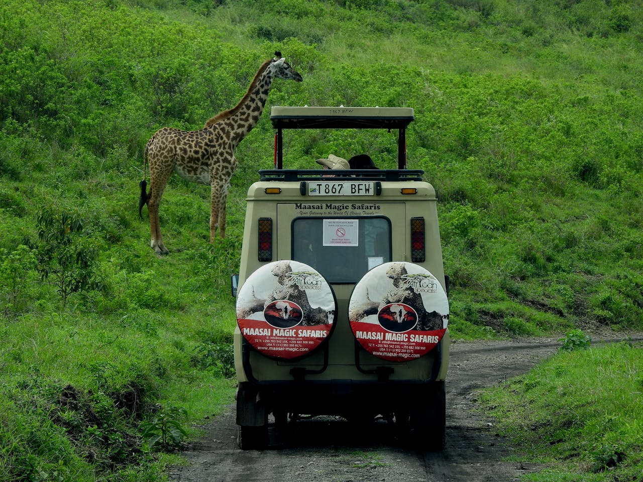 Explore Tanzania's wildlife on a Maasai Magic Safari tour with giraffes in their natural habitat.