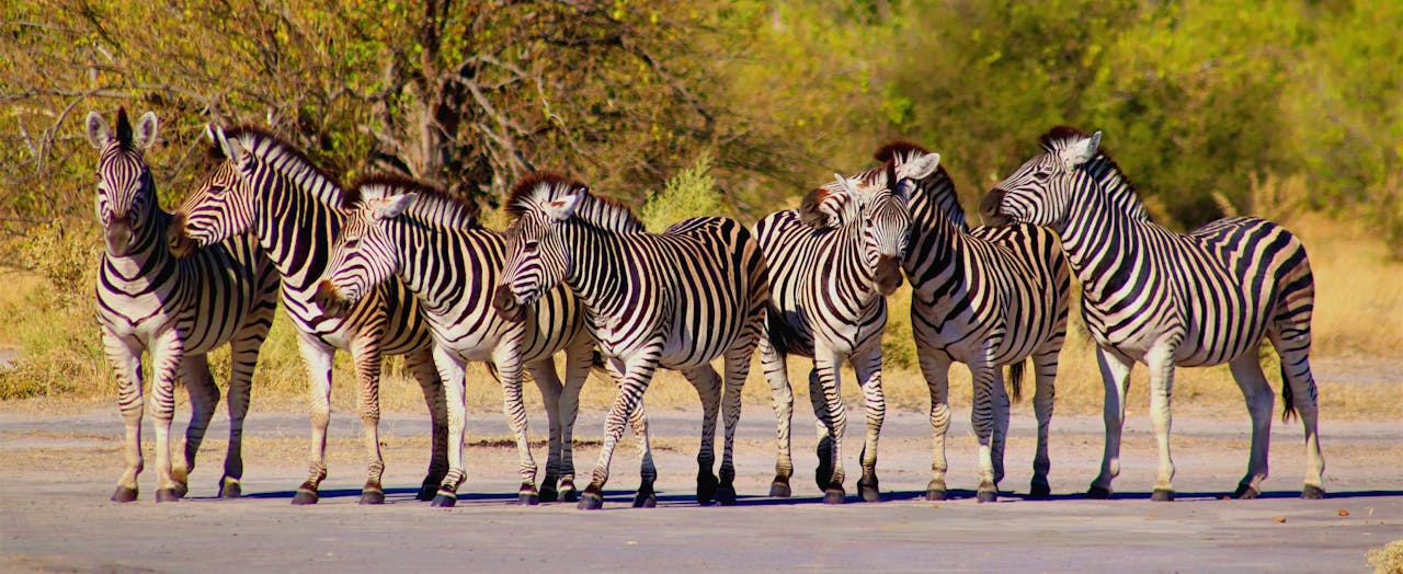 A herd of zebras standing together in a sunny African savanna landscape.
